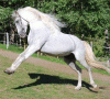 EquusNaughty's Fursona Avatar